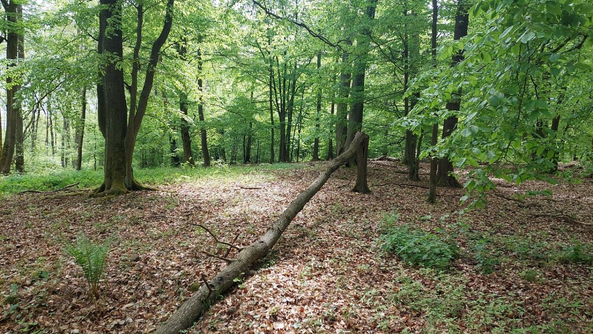 Rokytská horka (410&nbsp;m)