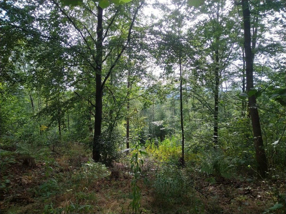 Mittlerer Steinberg (347&nbsp;m)