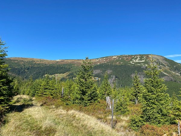 Lesní hora