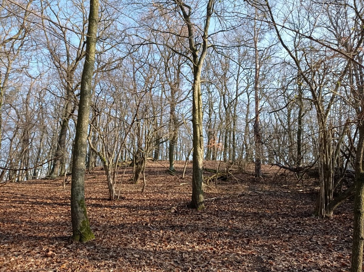 Lišákův vrch (500&nbsp;m)