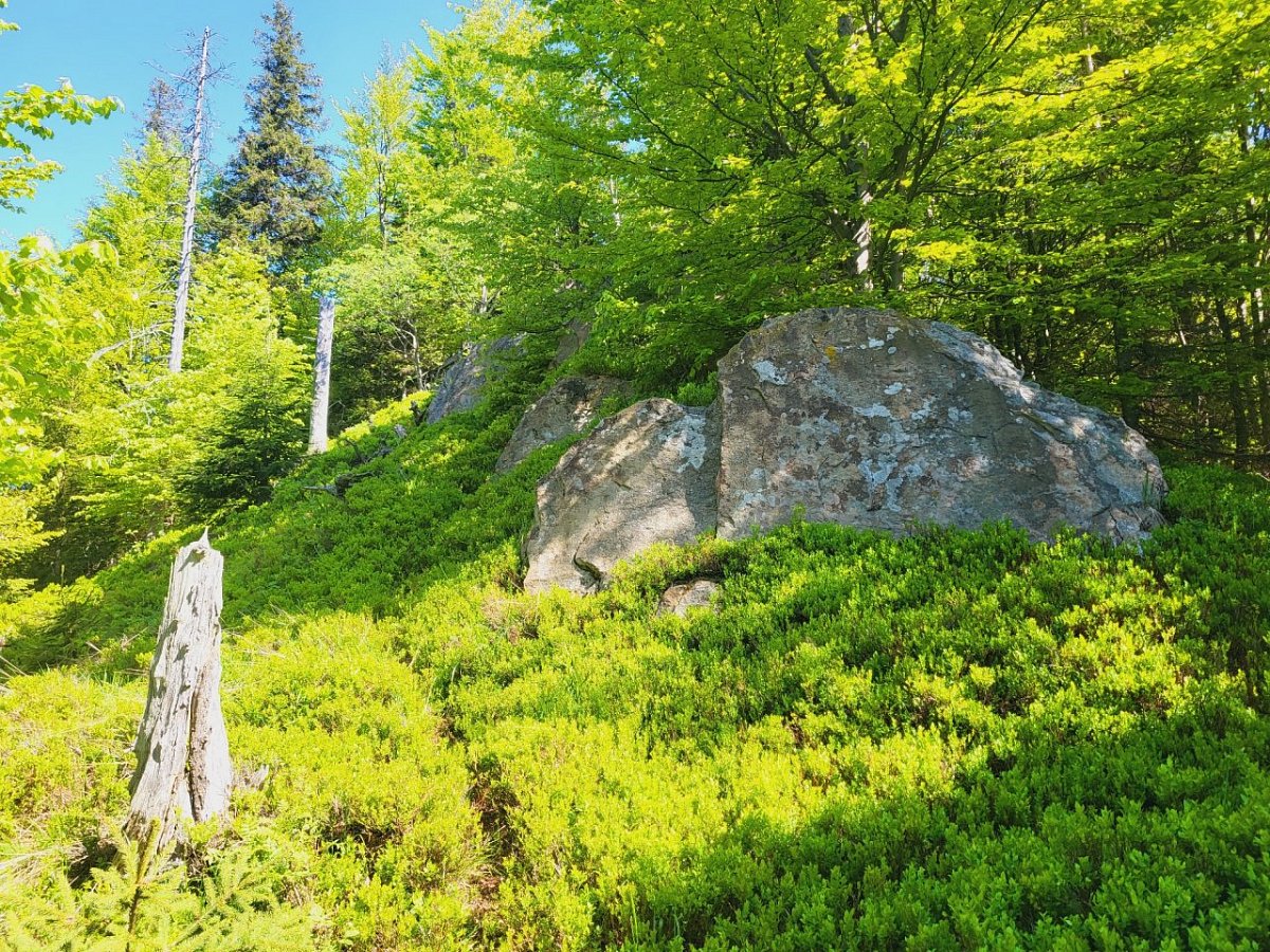 Jasiennik (1128&nbsp;m)
