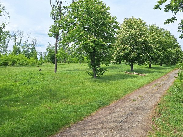 Vysoký roh