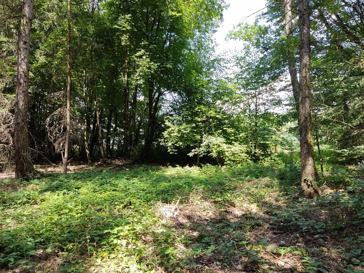 Na Hrádcích (345&nbsp;m)