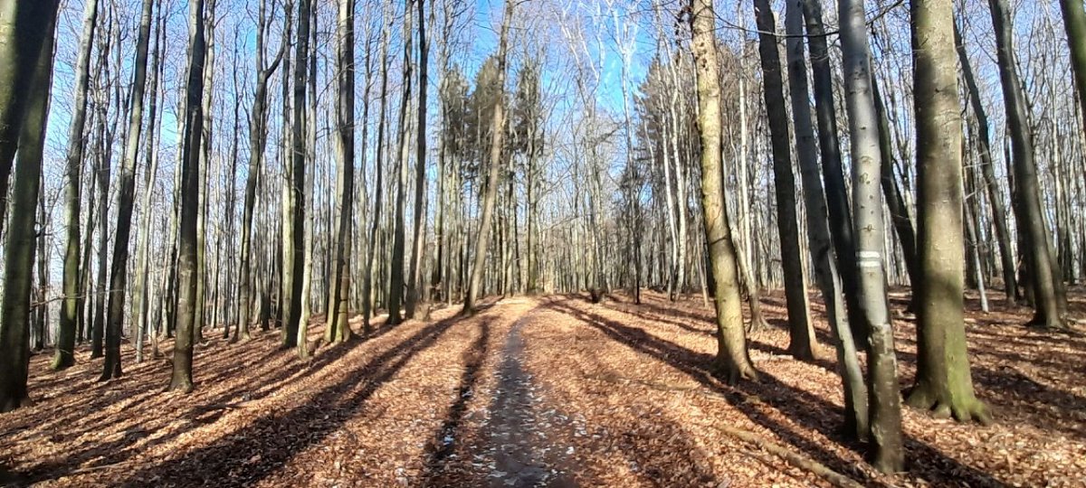 Kaňkovy hory (560&nbsp;m)