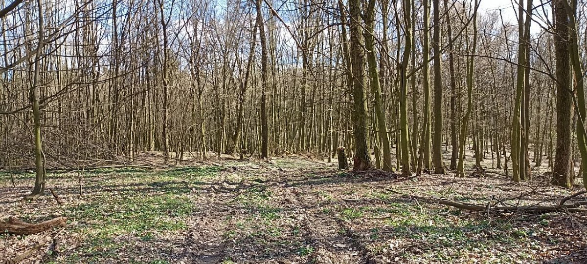 Hrádok (362&nbsp;m)