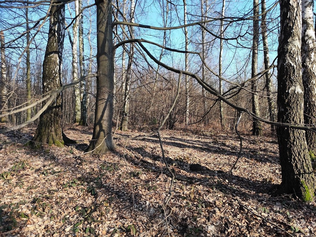 Panský les (262&nbsp;m)