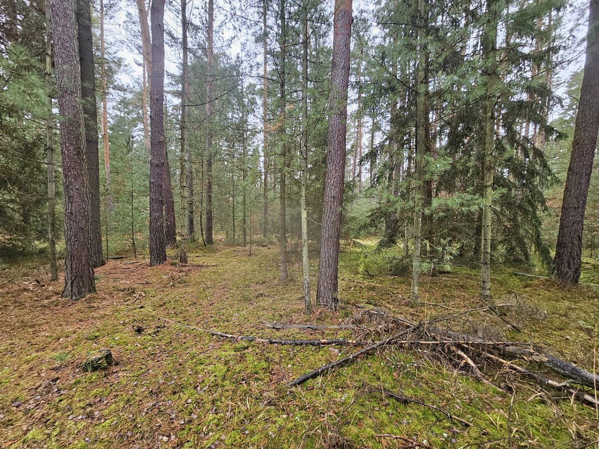 Richardův vrch (249&nbsp;m)