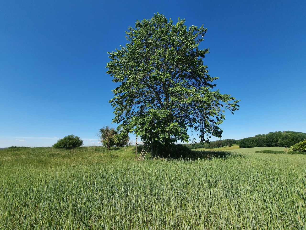 Jedlovský kopec