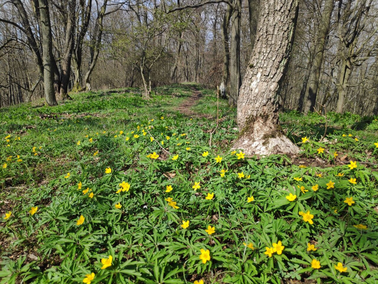 Tuhošť (601&nbsp;m)