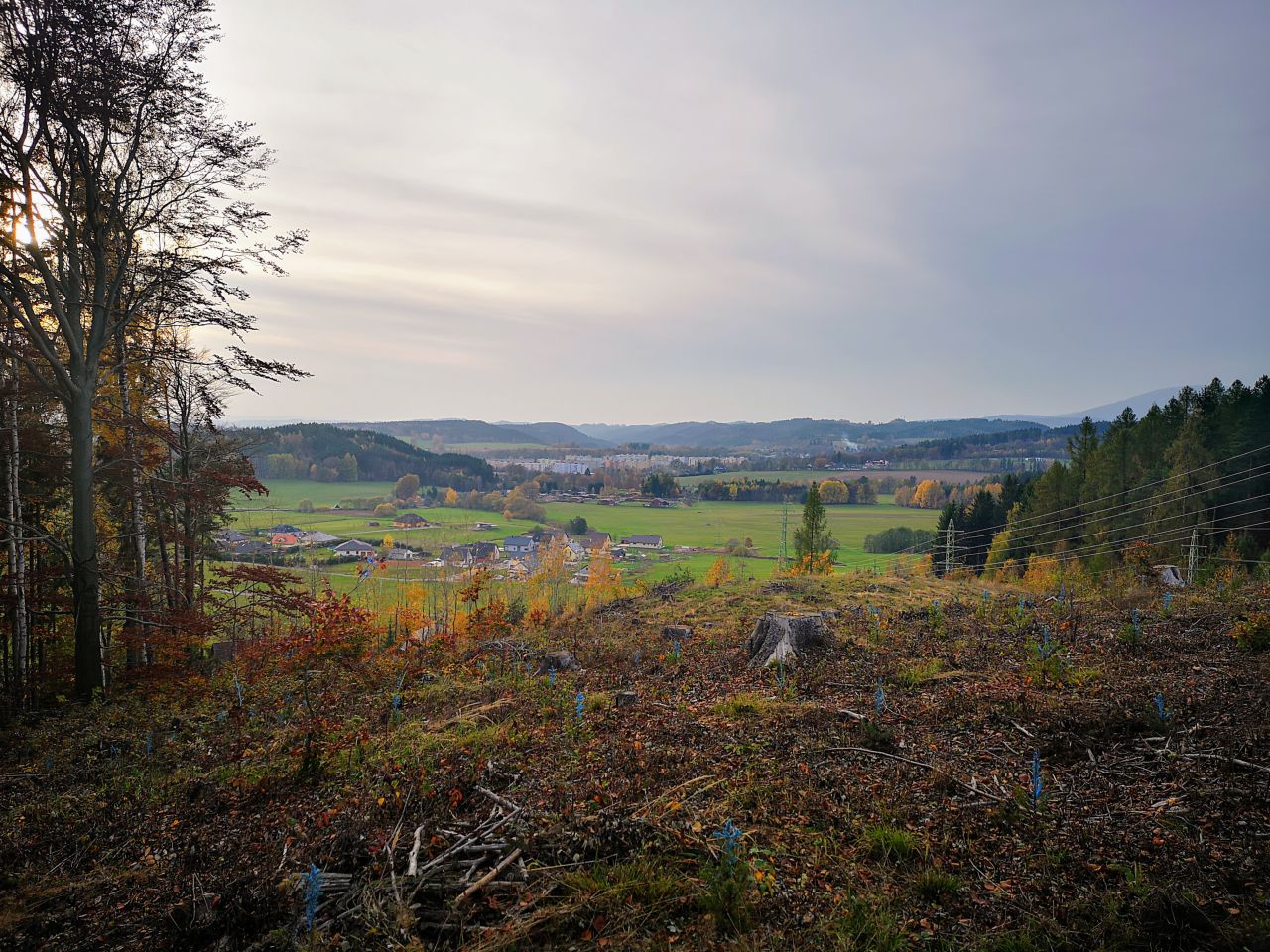 Bučina